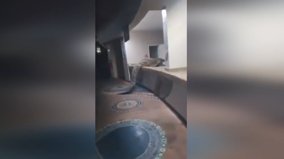 Coccodrillo emerge dalle acque del fiume Zambesi e va... al buffet di un hotel