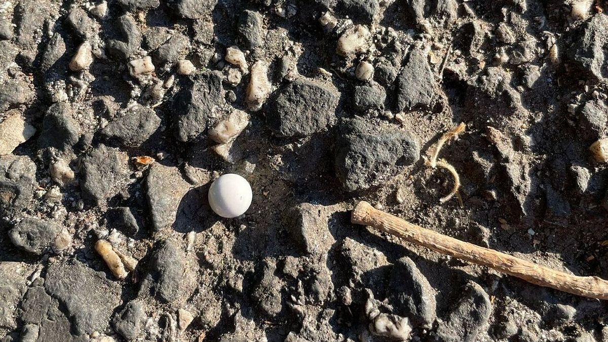 I pallini sparati a Roma contro la coppia dell'Anpi durante le celebrazioni per il 25 aprile