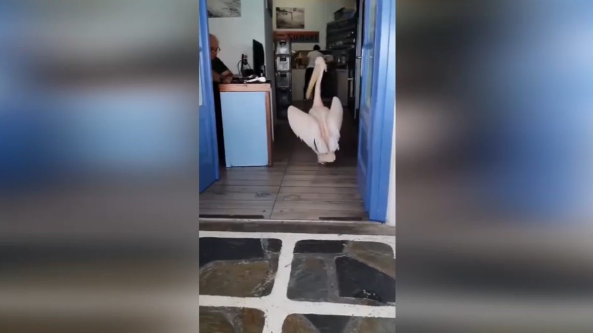 Un pellicano si reca ogni giorno... al ristorante a mangiare