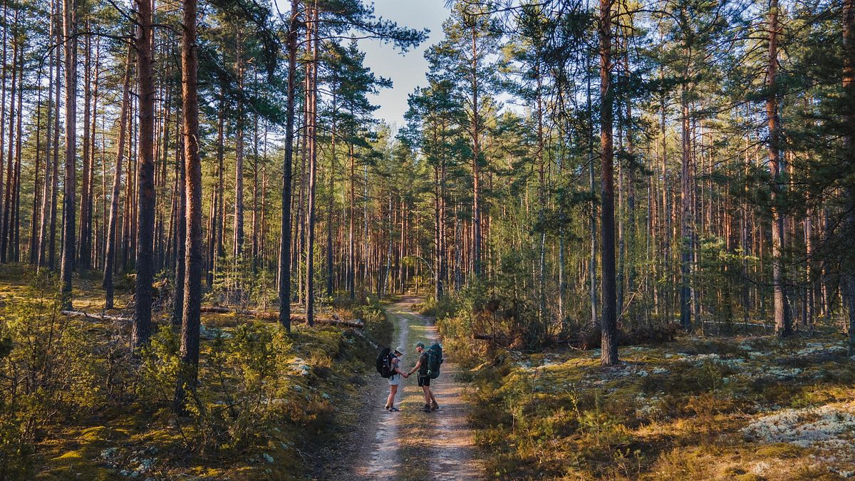 Escursioni nella natura: boschi magici e natura lussureggiante