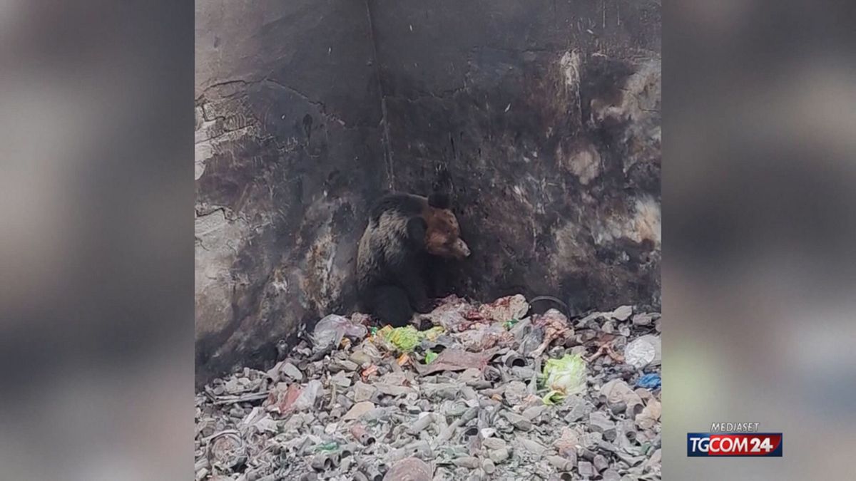 12.00 MCH ORSO CINA MCH