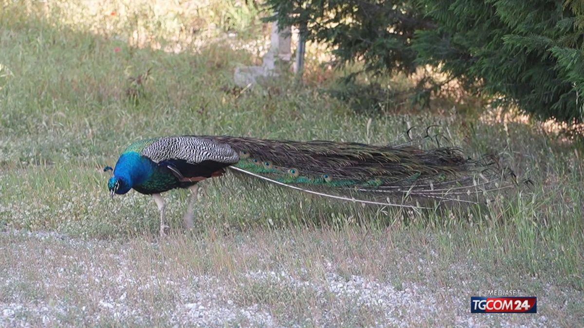 18.05 PUNTA MARINA, TROPPI PAVONI: IL PIANO SRV