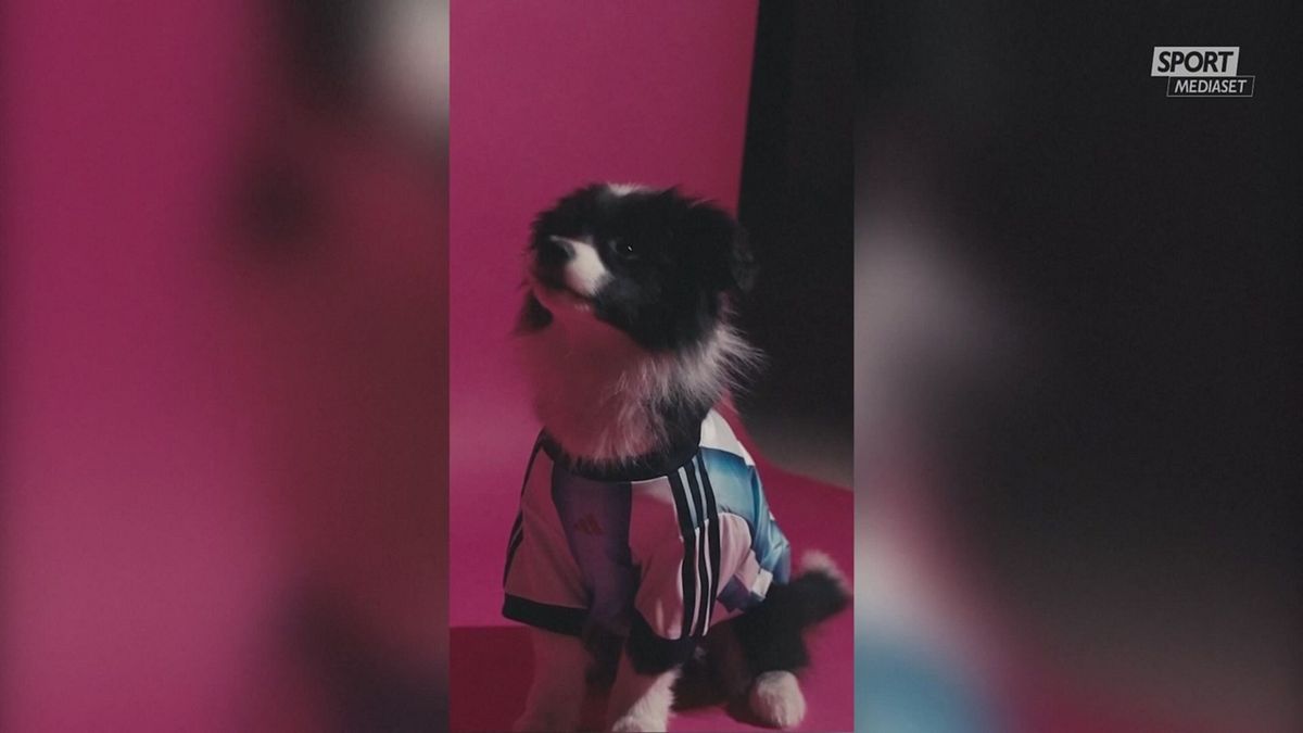 MCH MAGLIE MONDIALI PER CANI MCH