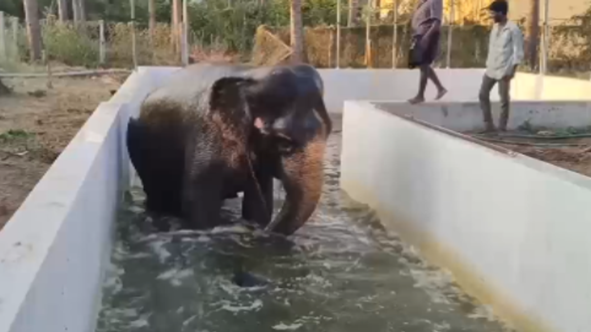 Caldo record in India, gli elefanti dei templi fanno il bagno nelle piscine