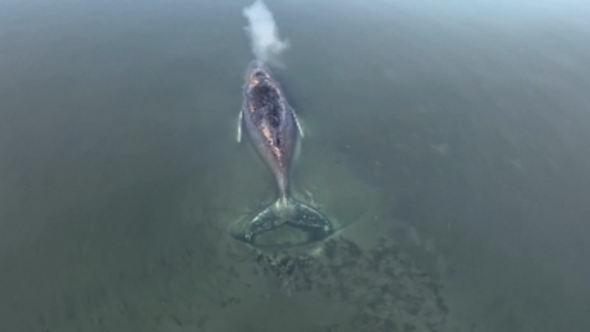 Germania, al via i preparativi per salvare la balena Timmy