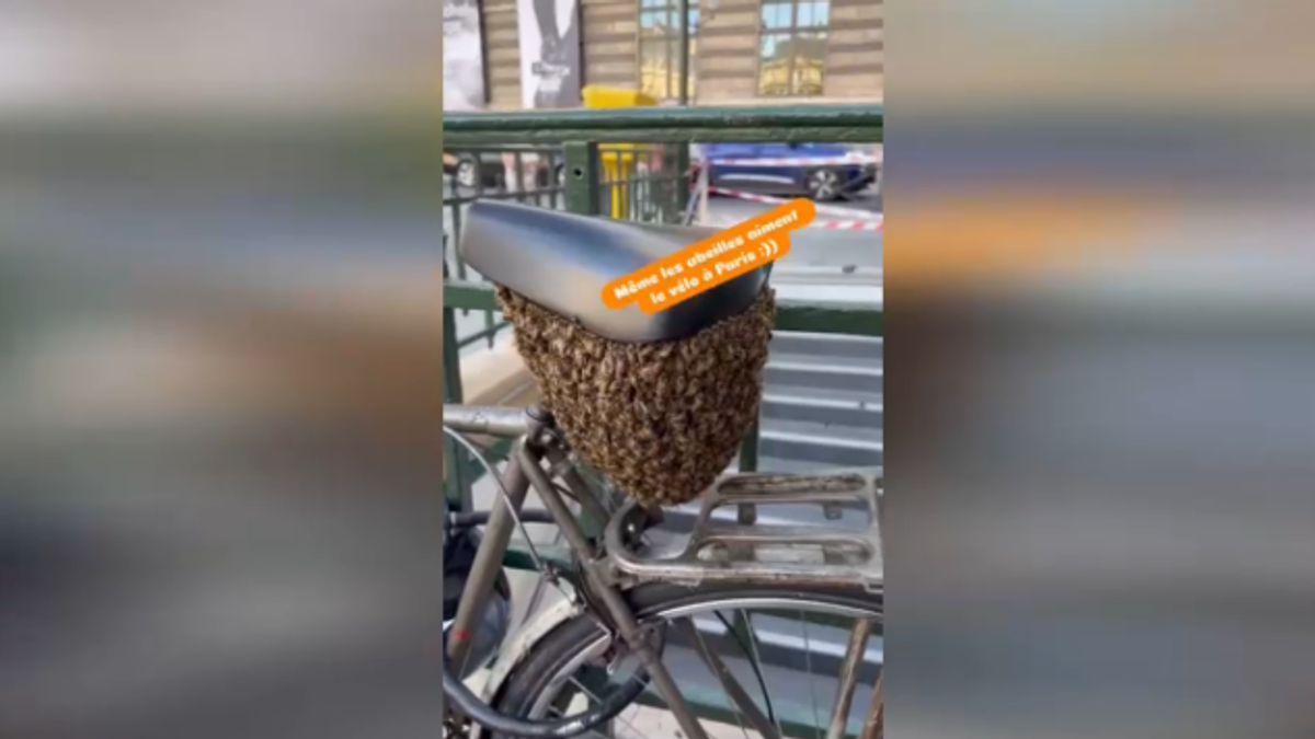 Il sellino di una bicicletta diventa il nido di migliaia di api