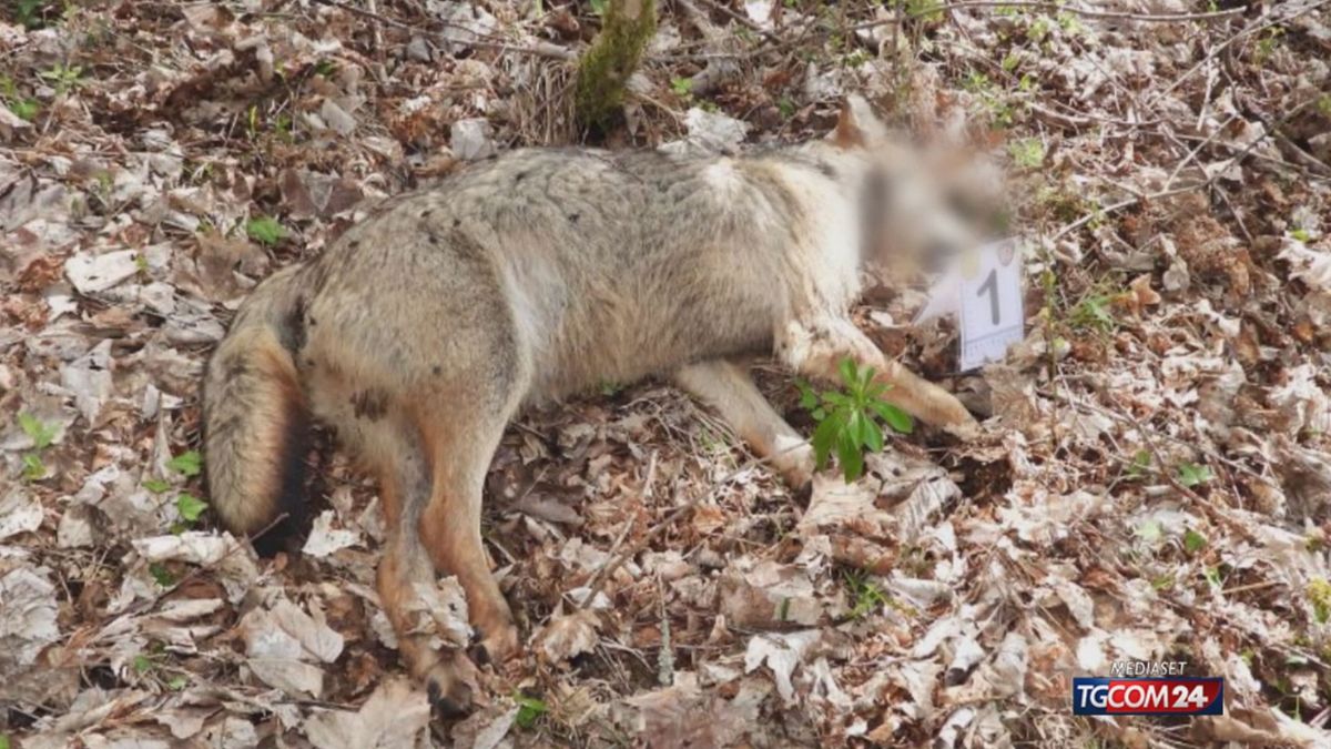 12.00 STRAGE DI LUPI IN ABRUZZO SRV