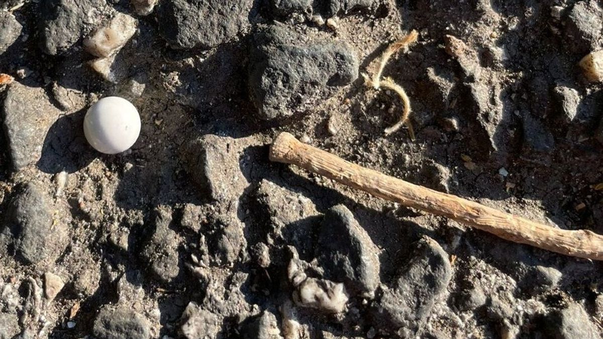 I pallini sparati a Roma contro la coppia dell'Anpi durante le celebrazioni per il 25 aprile