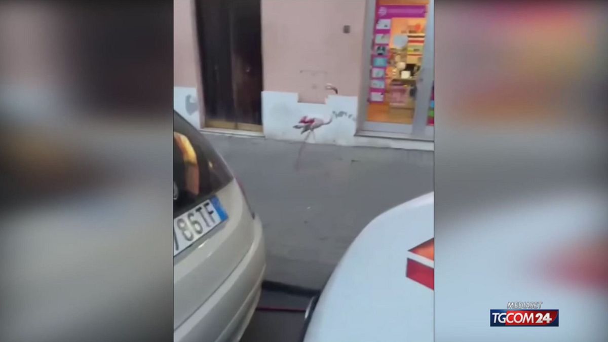 Cagliari, fenicottero smarrito cammina per le vie del centro: salvato