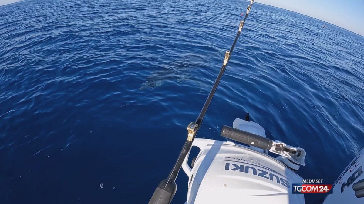 18.00 ISOLA DEL GIGLIO, C'E' UNO SQUALO: LA TESTIMONIANZA DEI PESCATORI SRV