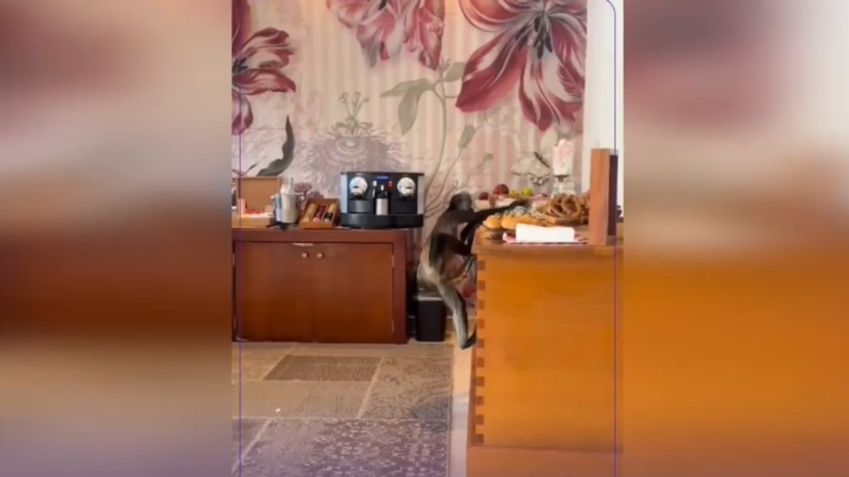 Una scimmietta va ogni giorno... in hotel a fare colazione