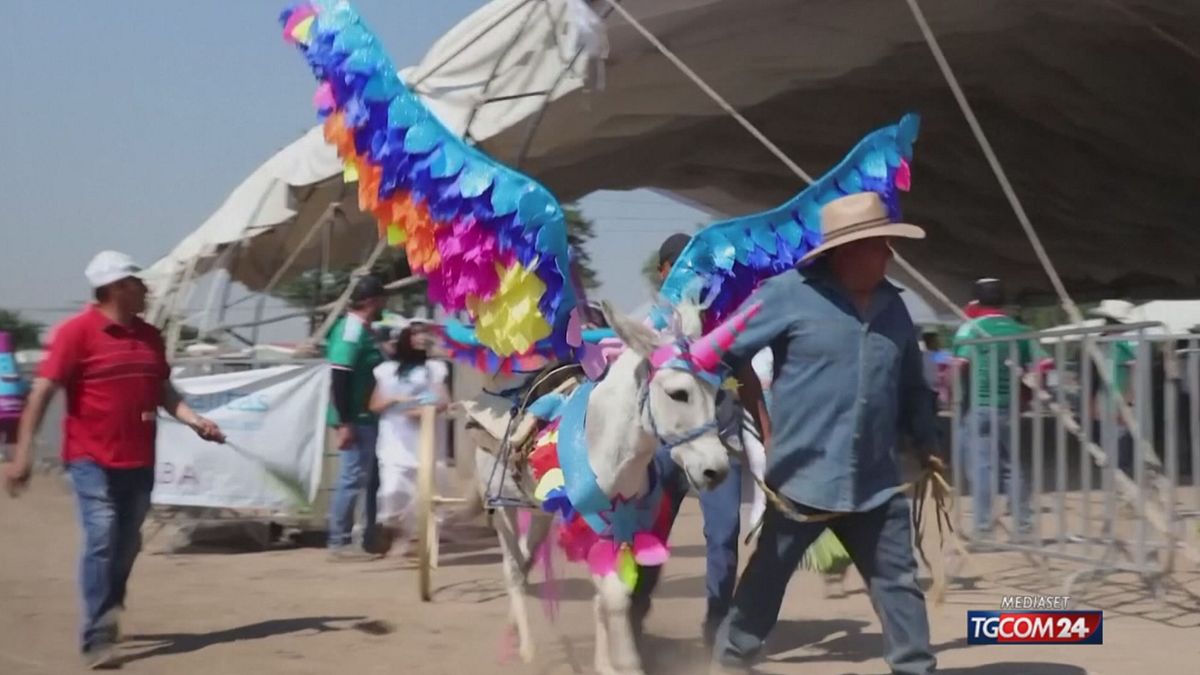 Messico, l'omaggio ai muli per la festa dei lavoratori