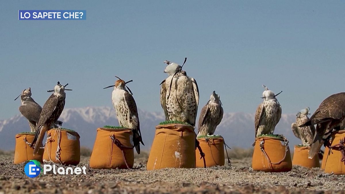 Lo sapete che: falchi sacri in Kazakistan