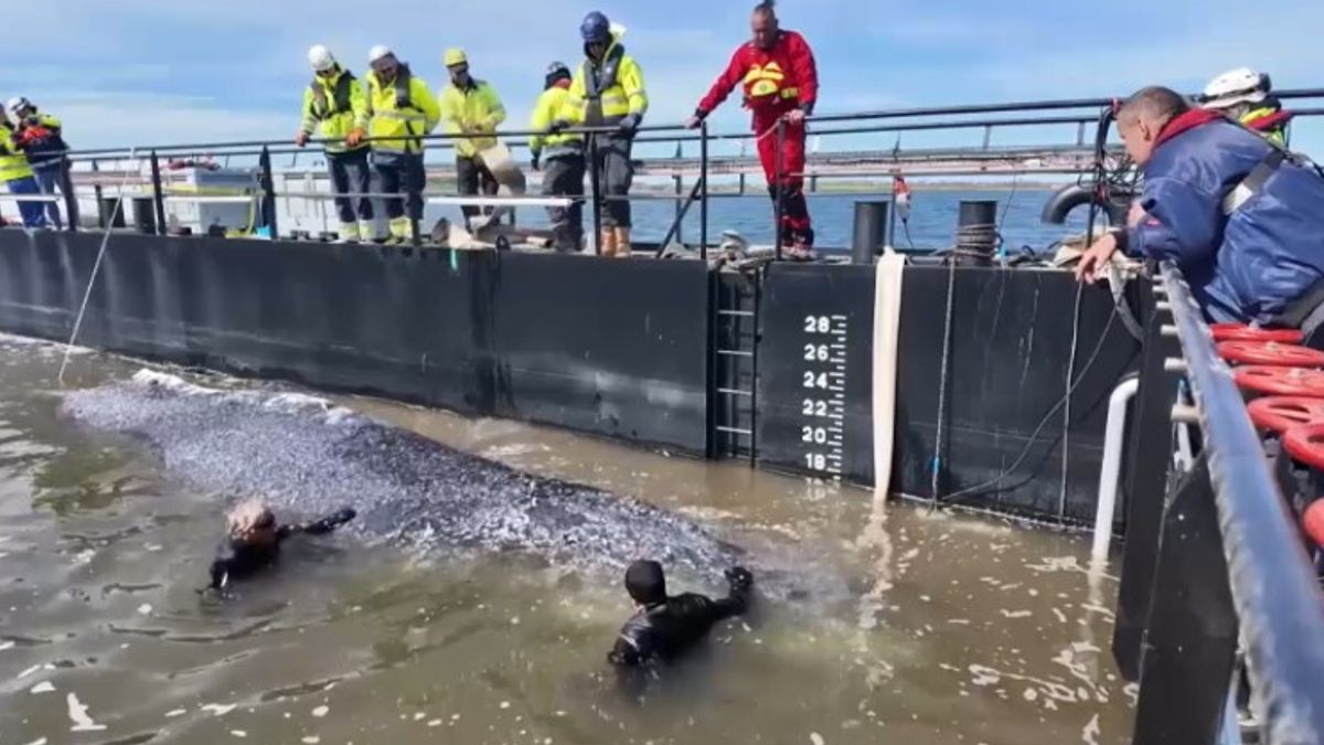 Germania: la balena Timmy è libera nel Mare del Nord