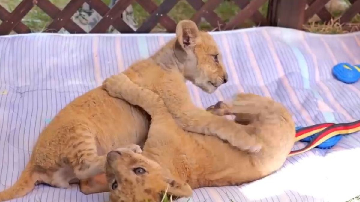 Cina, boom di visite allo zoo per vedere due cuccioli di leone africano