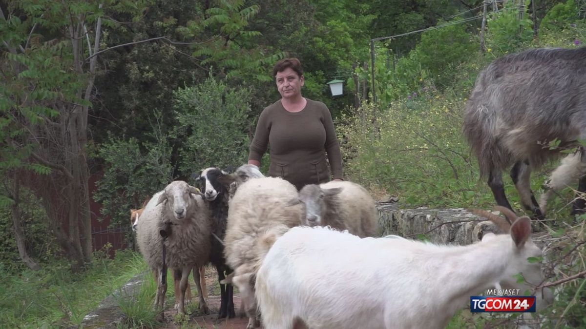 La Spezia, cambia vita per produrre lana di pecore: "Felice di questa scelta"