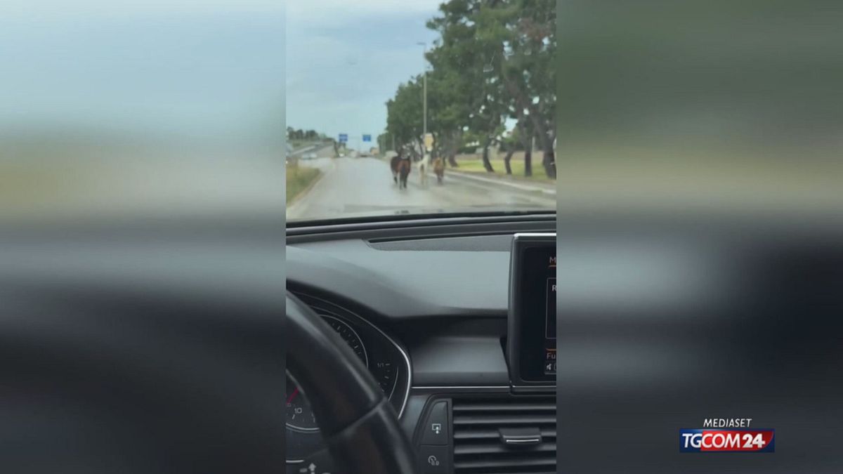 Tre pony e un asino in strada tra le auto di Bari