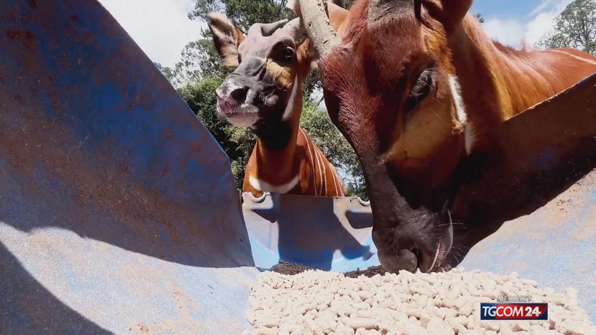 12.00 MCH BONGO/ANTILOPE KENYA MCH