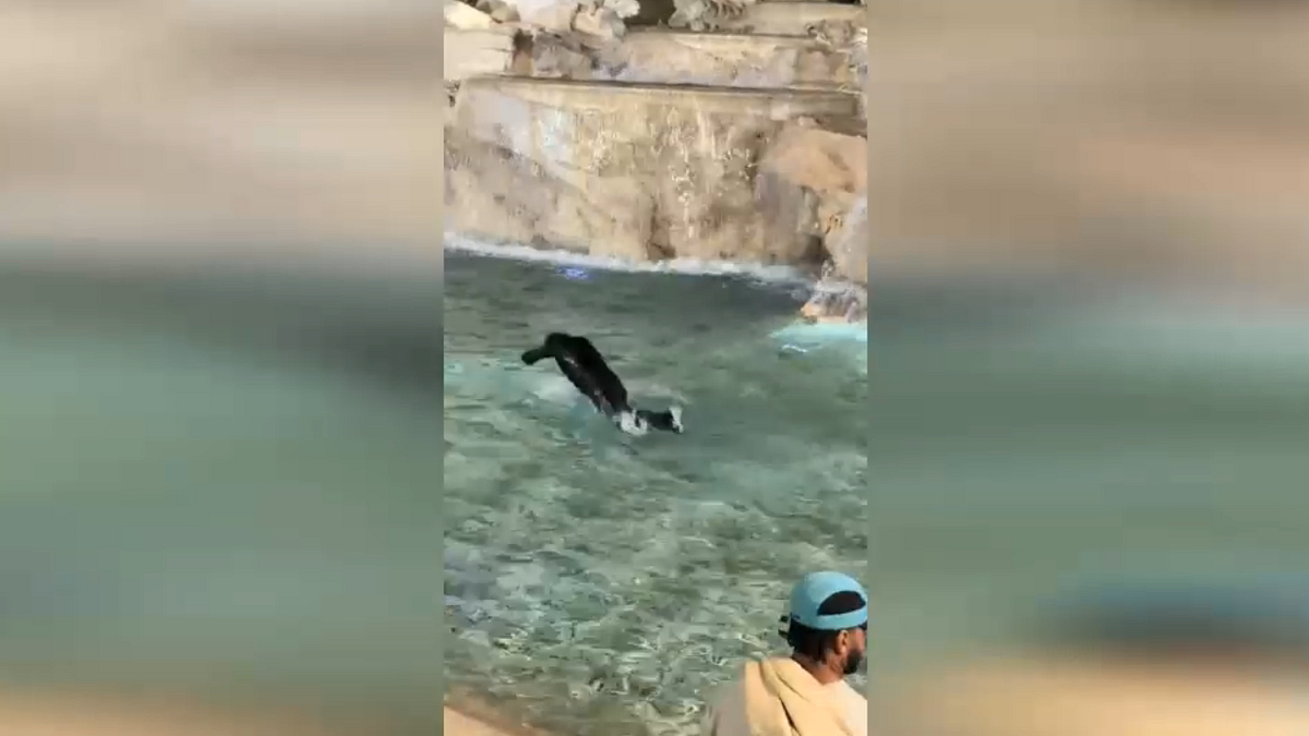 Roma, turista neozelandese si tuffa nella fontana di Trevi