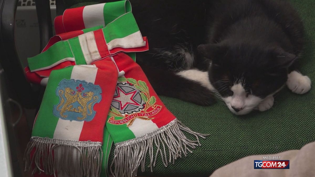 Arezzo, la storia di gatto Saverio: adottato da tutto il paese