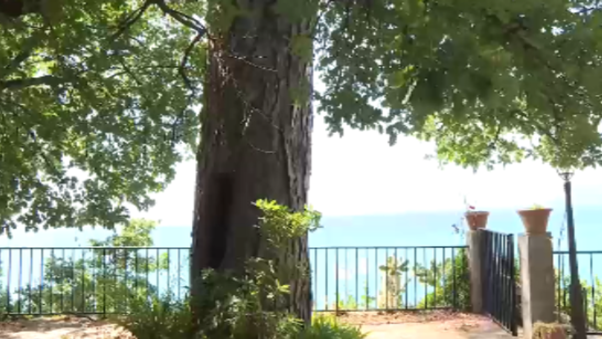 Camogli dice addio al pino secolare: il gigante affacciato sul mare sarà abbattuto
