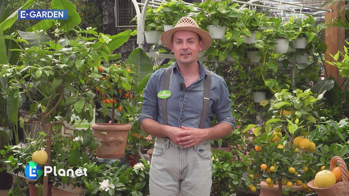 E-Garden: gli agrumi