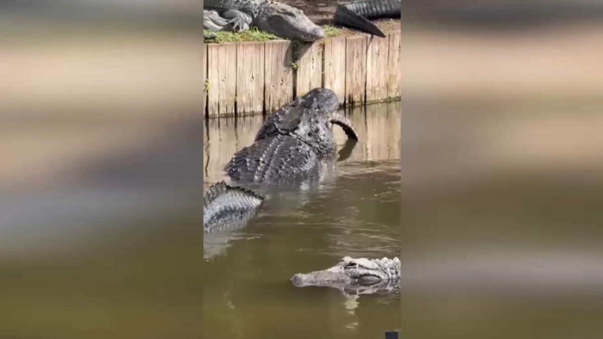 Un alligatore mangia un altro alligatore davanti ai visitatori del parco