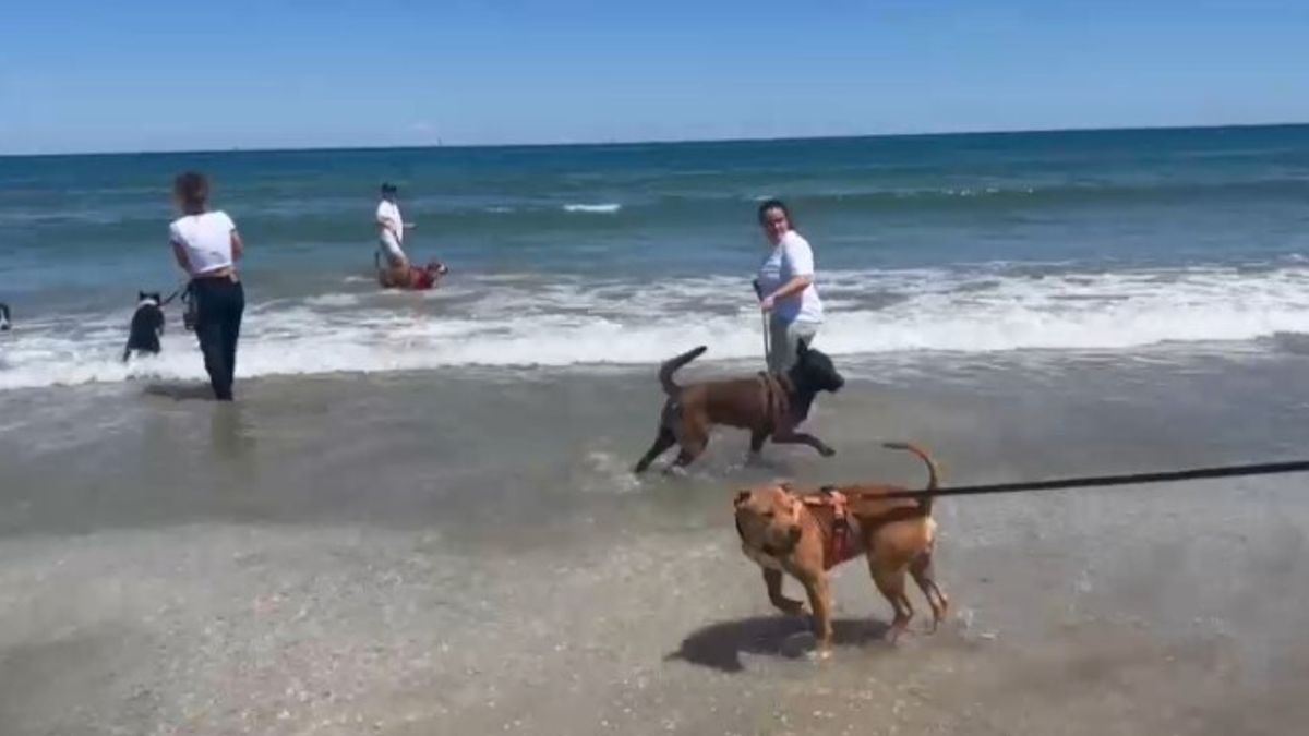 Rimini, i cani del canile in spiaggia alla ricerca di una famiglia che li adotti