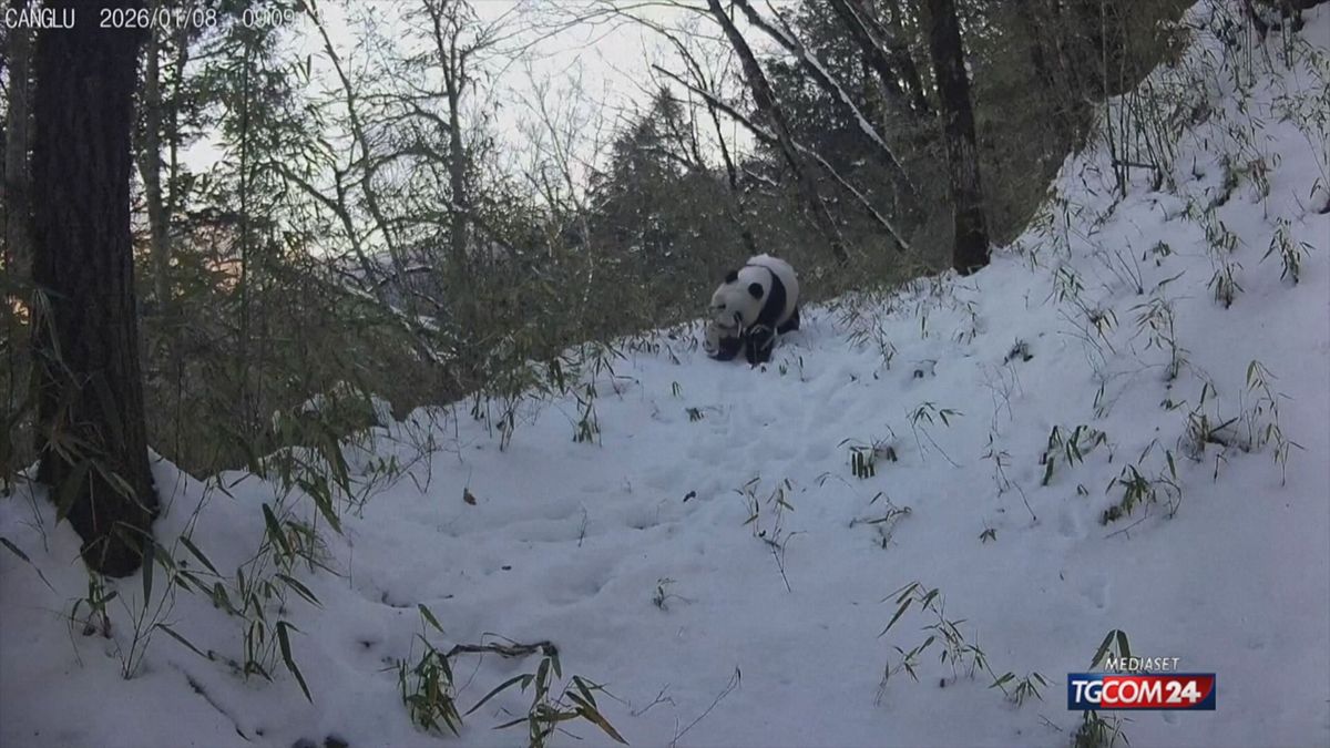 PANDA SELVATICO NEVE X SITO SRV