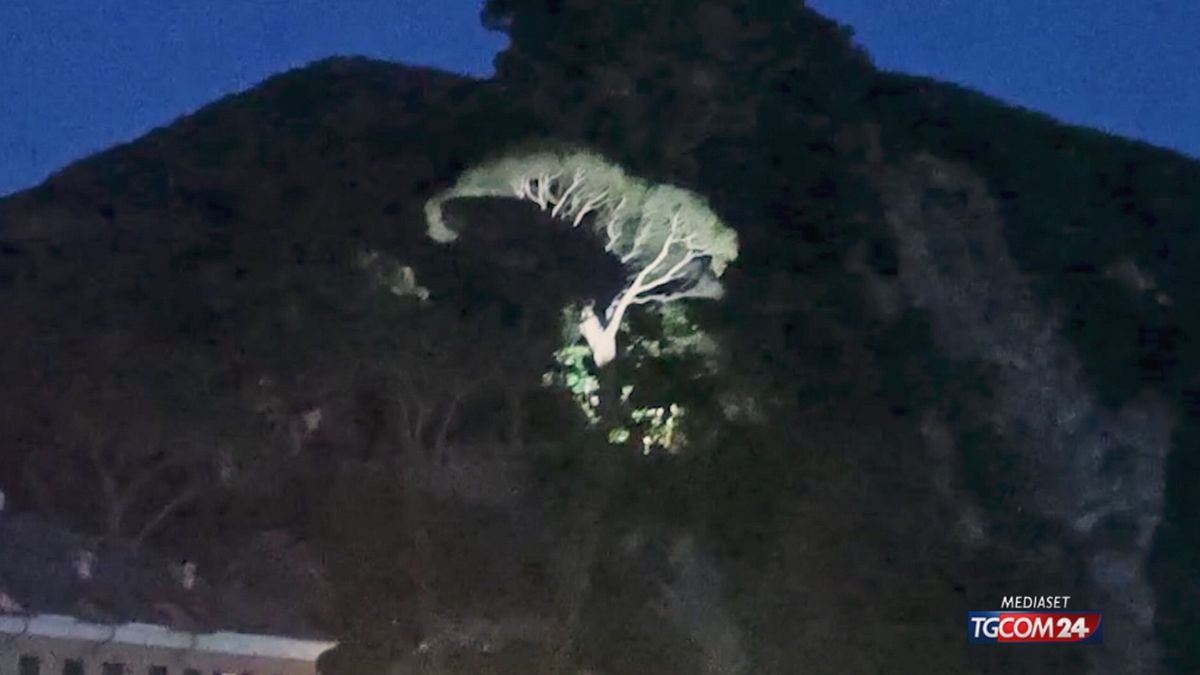 Camogli, il salvataggio di un pino pluricentenario