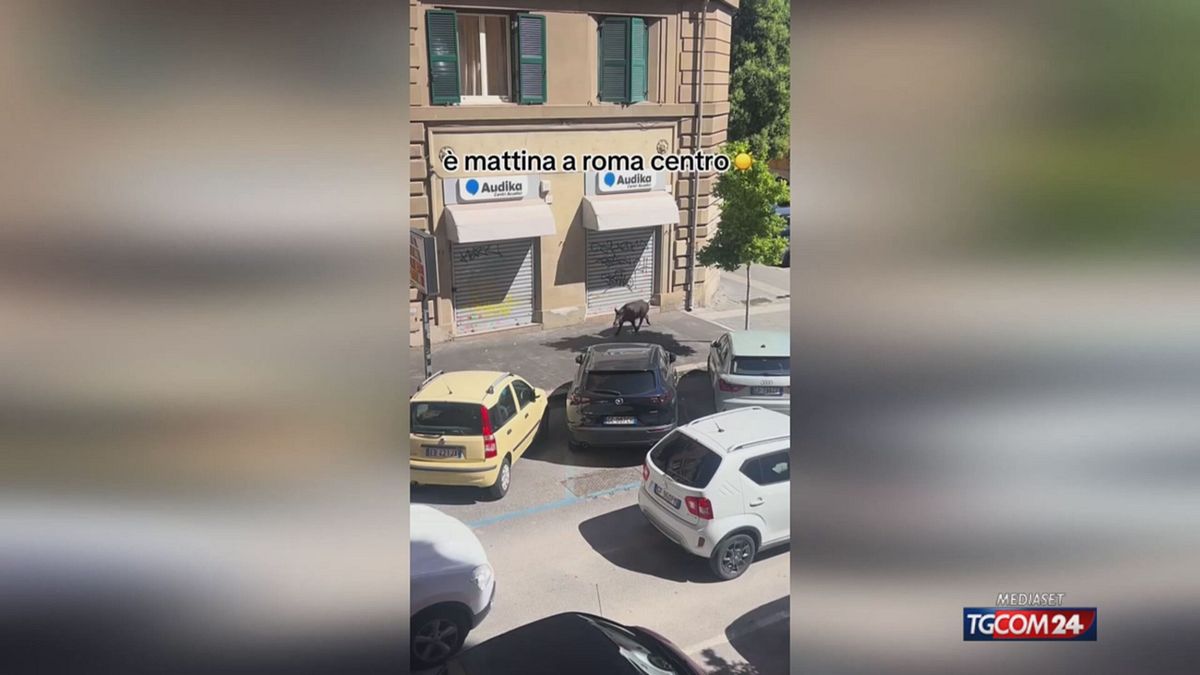 cinghiale roma per sito SRV