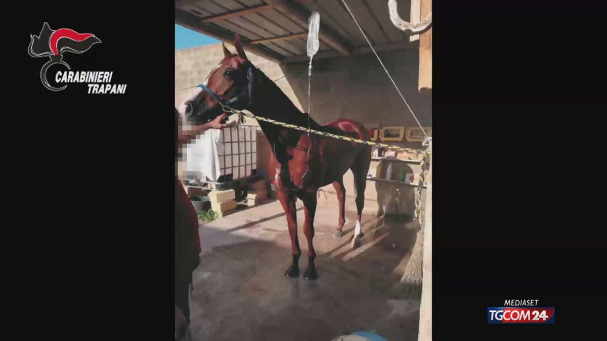 CC CORSE CLANDESTINE CAVALLI X SITO SRV