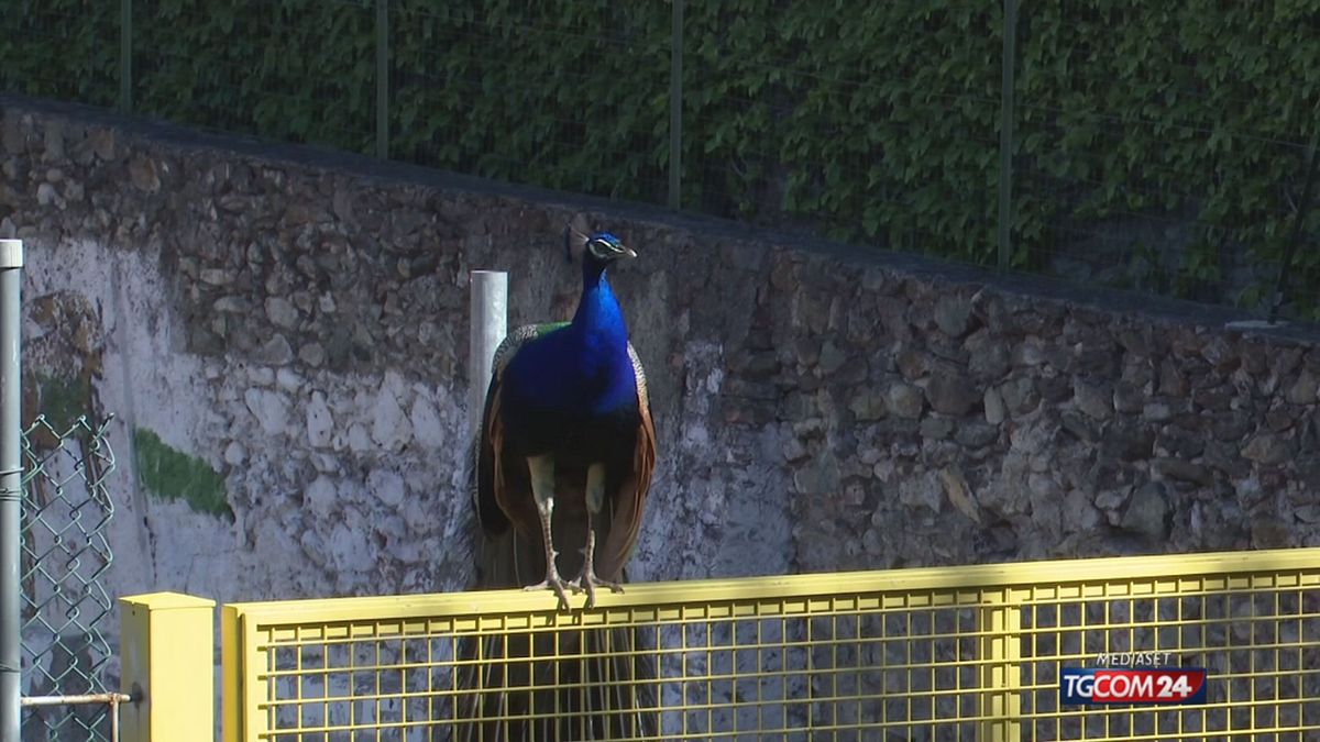 ARENZANO L'ALTRO COMUNE CON I PAVONI X SITO SRV