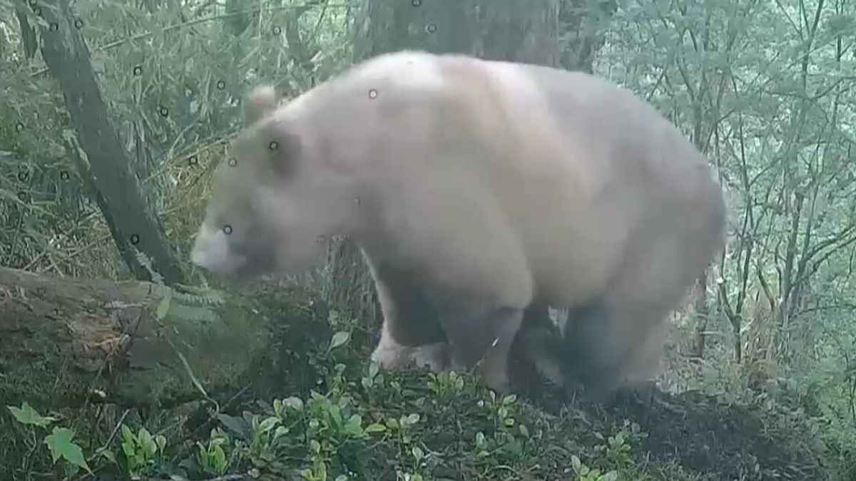 Avvistato in Cina il raro panda bianco selvatico