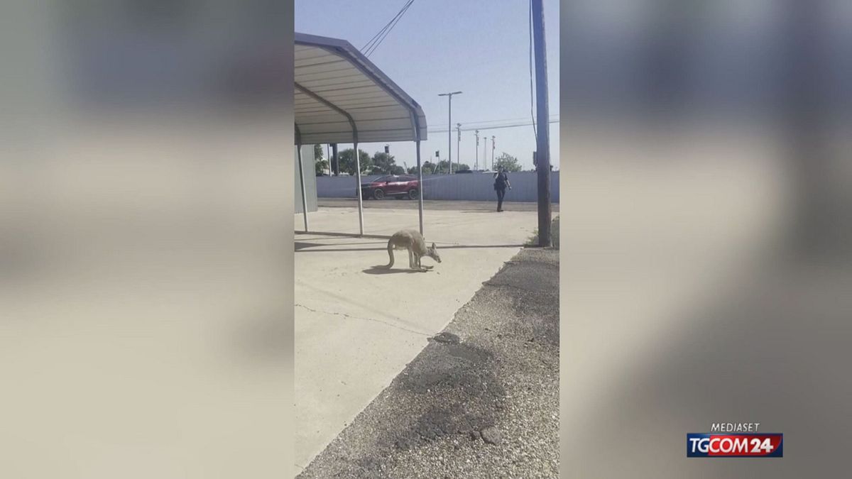 Un canguro scappa... dalla polizia