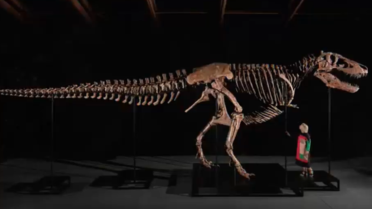 Il T-Rex più costoso al mondo è Gus: ecco il super-fossile dei record
