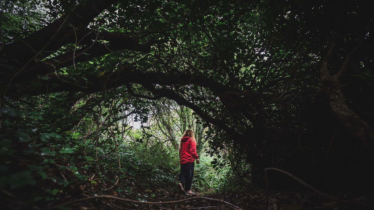 Courtown Woods, Co Wexford
