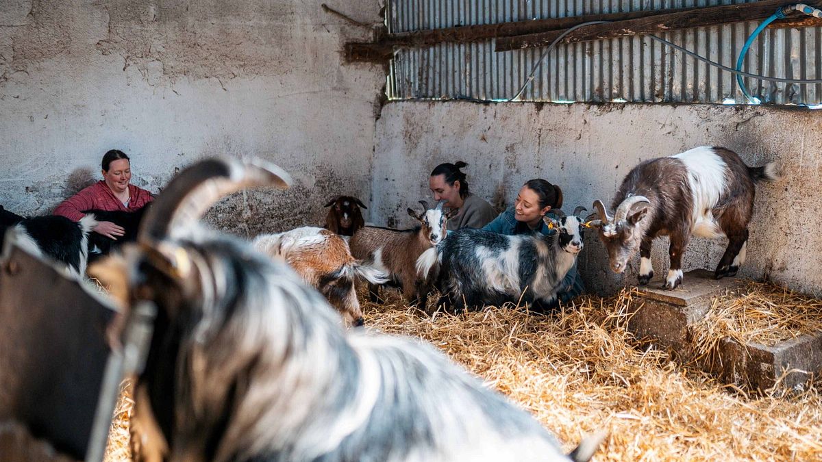  Meditazione con le capre, Kinedale Donkeys, Ballynahinch, Co. Down - Copy