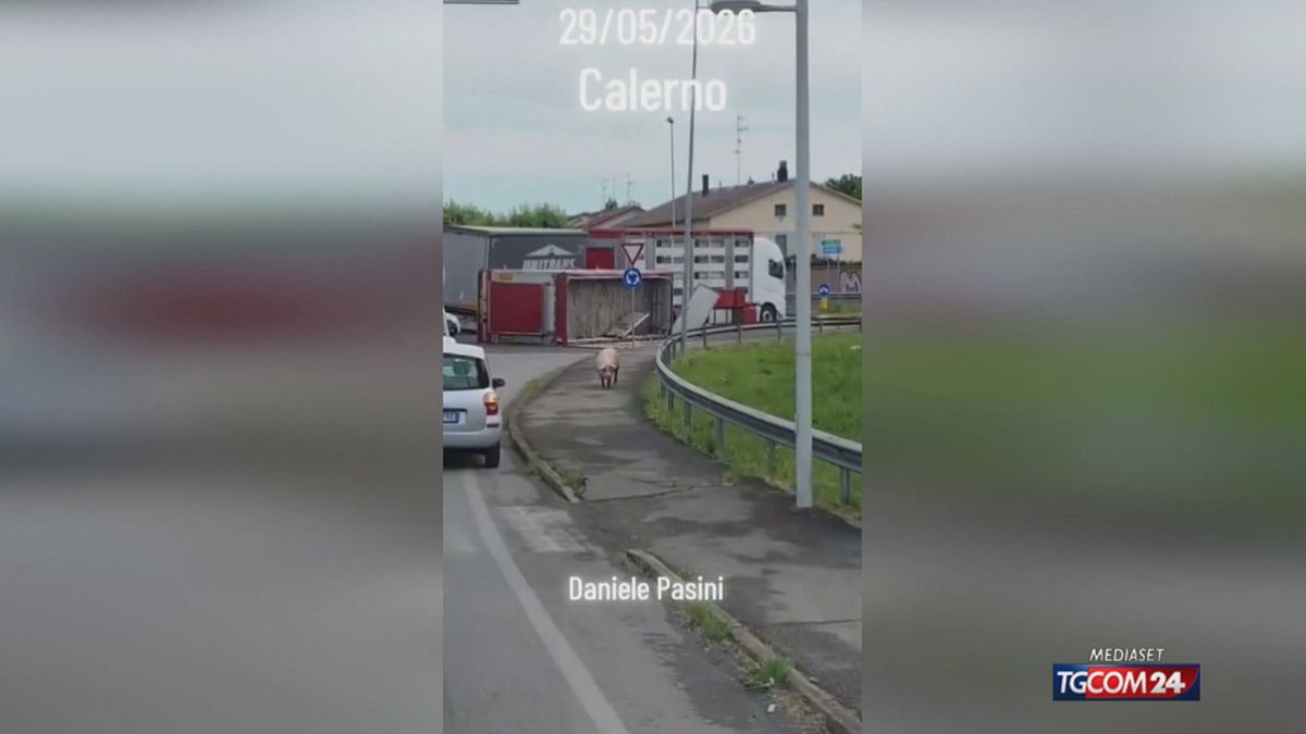 Si ribalta un camion carico di maiali: animali a zonzo