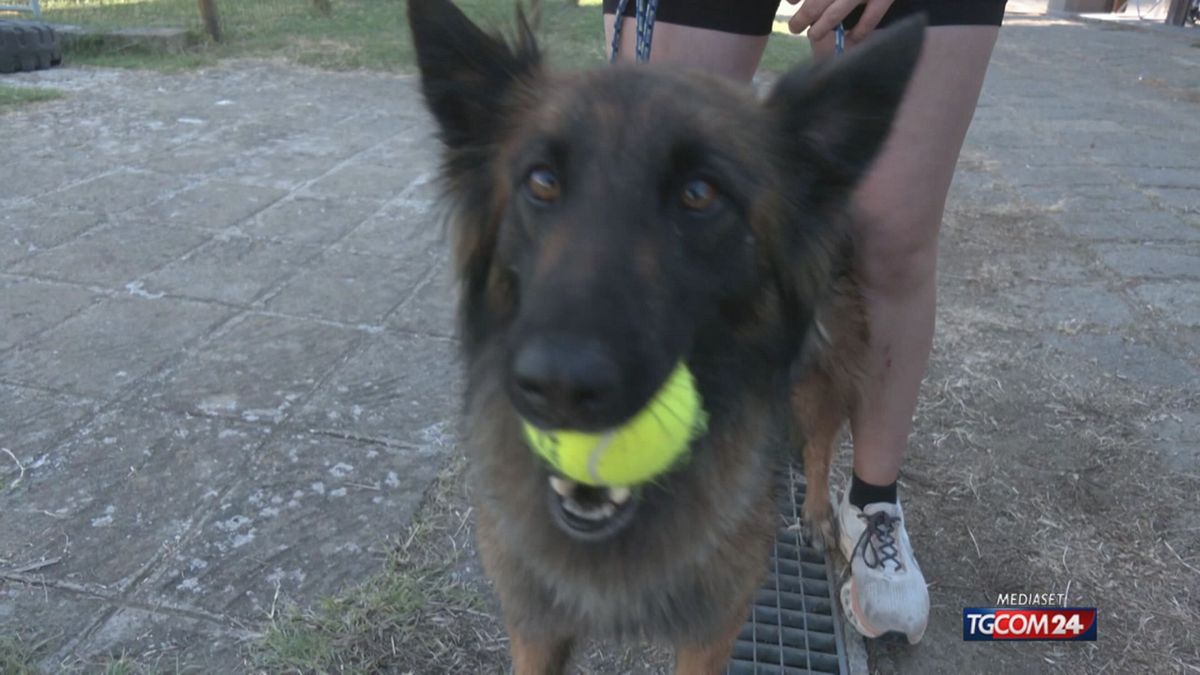 12 ROME AGILITY FESTIVAL SRV