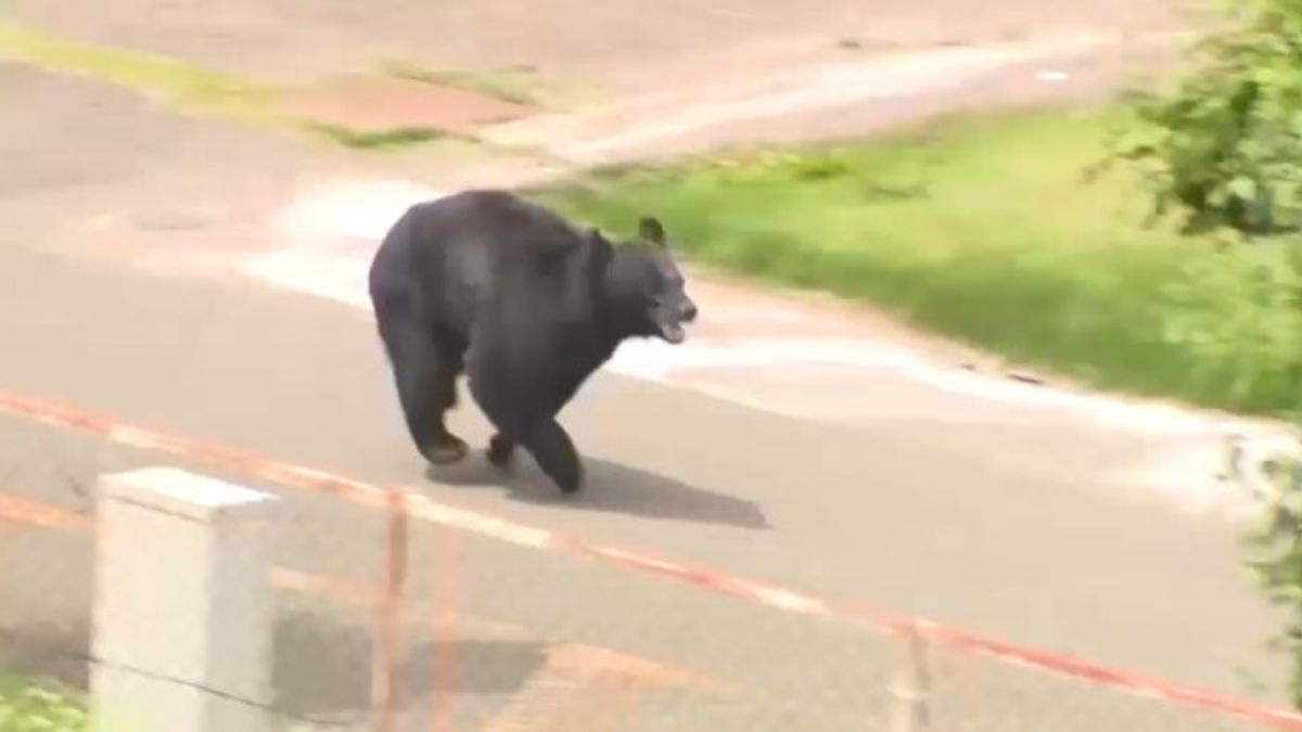 Giappone, un orso attacca delle persone: quattro feriti