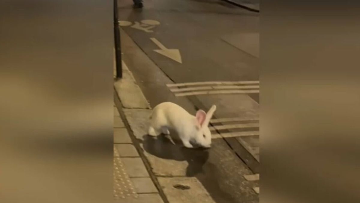 Il coniglietto Casper è la nuova mascotte di Parigi