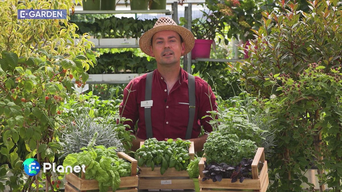 E-Garden: basilico