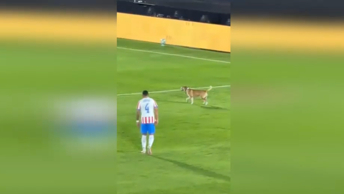 La partita viene interrotta da... un cane che entra in campo