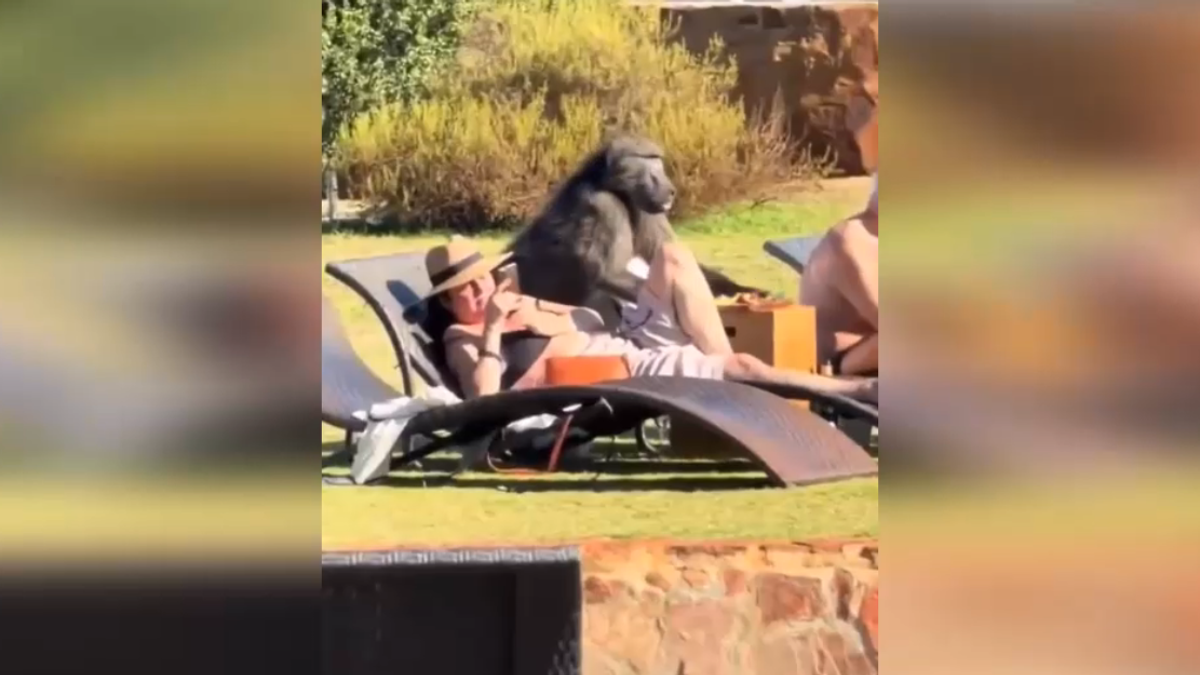 Il pranzo dei turisti viene rubato da... un babbuino