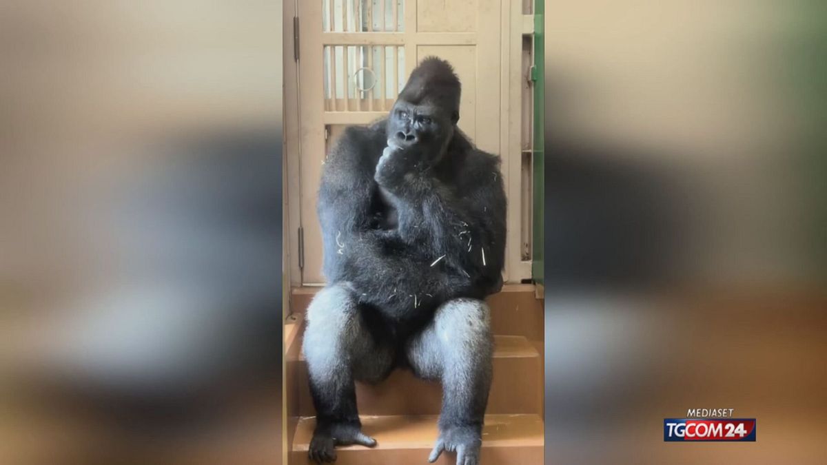 GORILLA "ARRABBIATO" GIAPPONE X SITO SRV