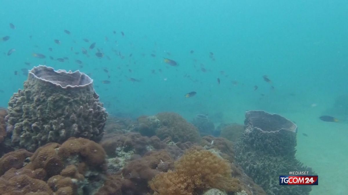 18.00 OCEANI IN PERICOLO, RAPPORTO ONU SRV