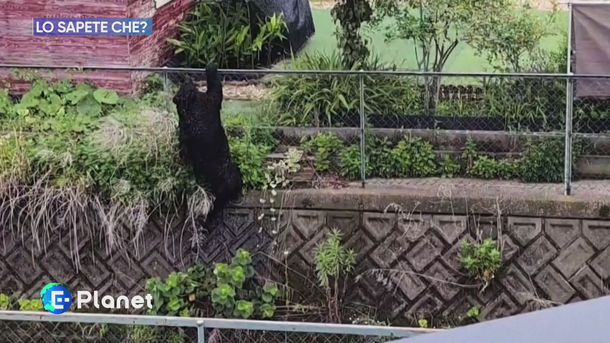 Lo sapete che: orsi in Giappone
