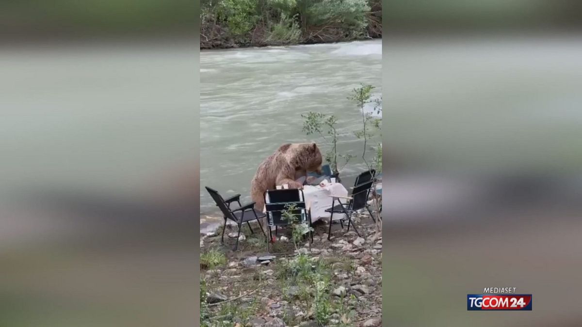 ORSO PICNIC TURCHIA X SITO SRV