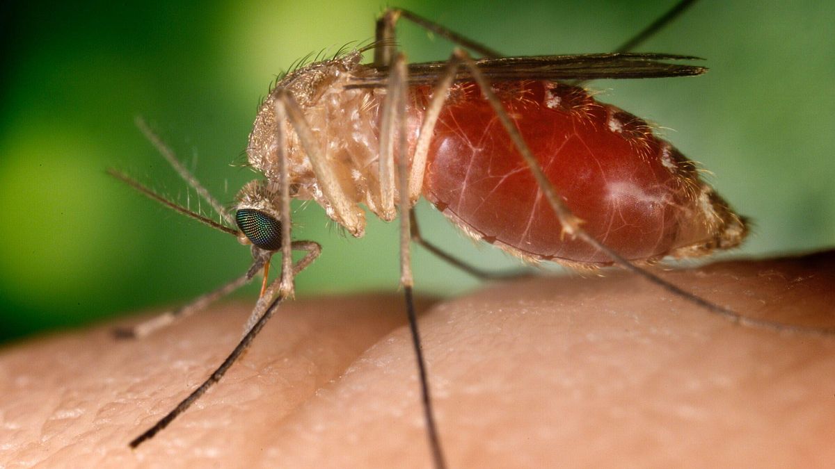  zanzare West Nile